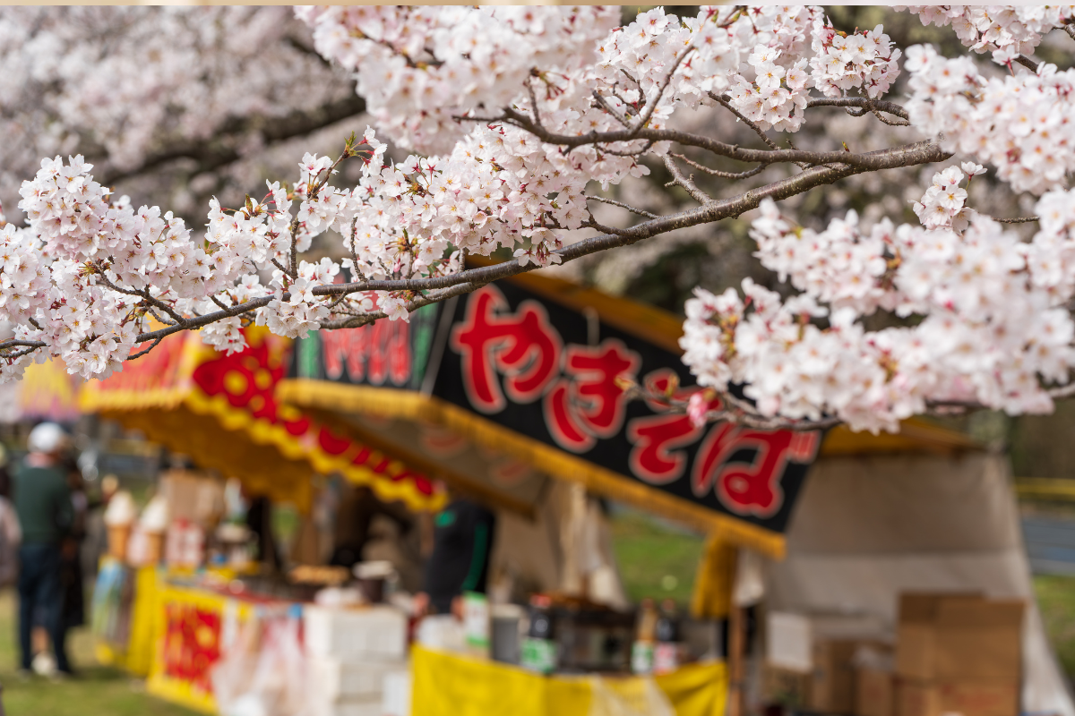 hanami di jepang