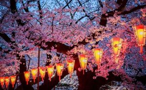Kapan Festival Hanami di Jepang Digelar Ini Waktu Terbaik Melihat Bunga Sakura!