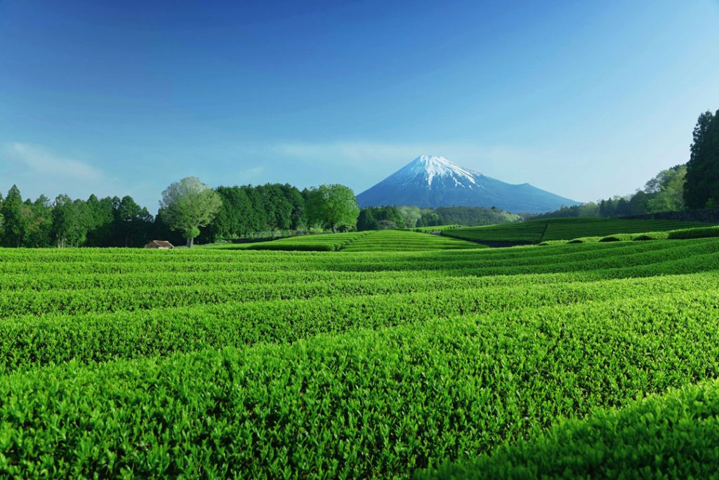 pemandangan lahan teh