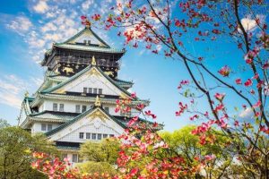 kuil jepang dan bunga sakura