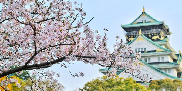 sakura di jepang