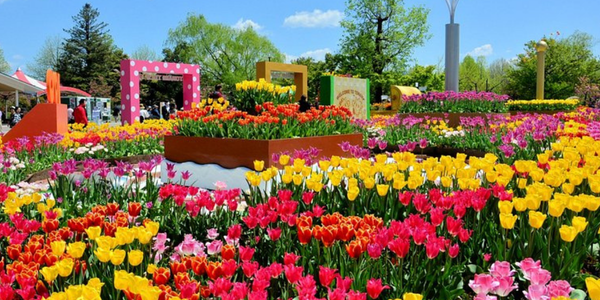 tulip fair