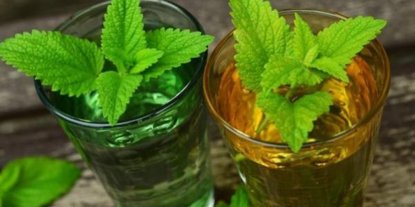 lemon balm